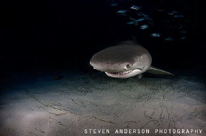 The night sets in and sharks continue to be active in our... by Steven Anderson 